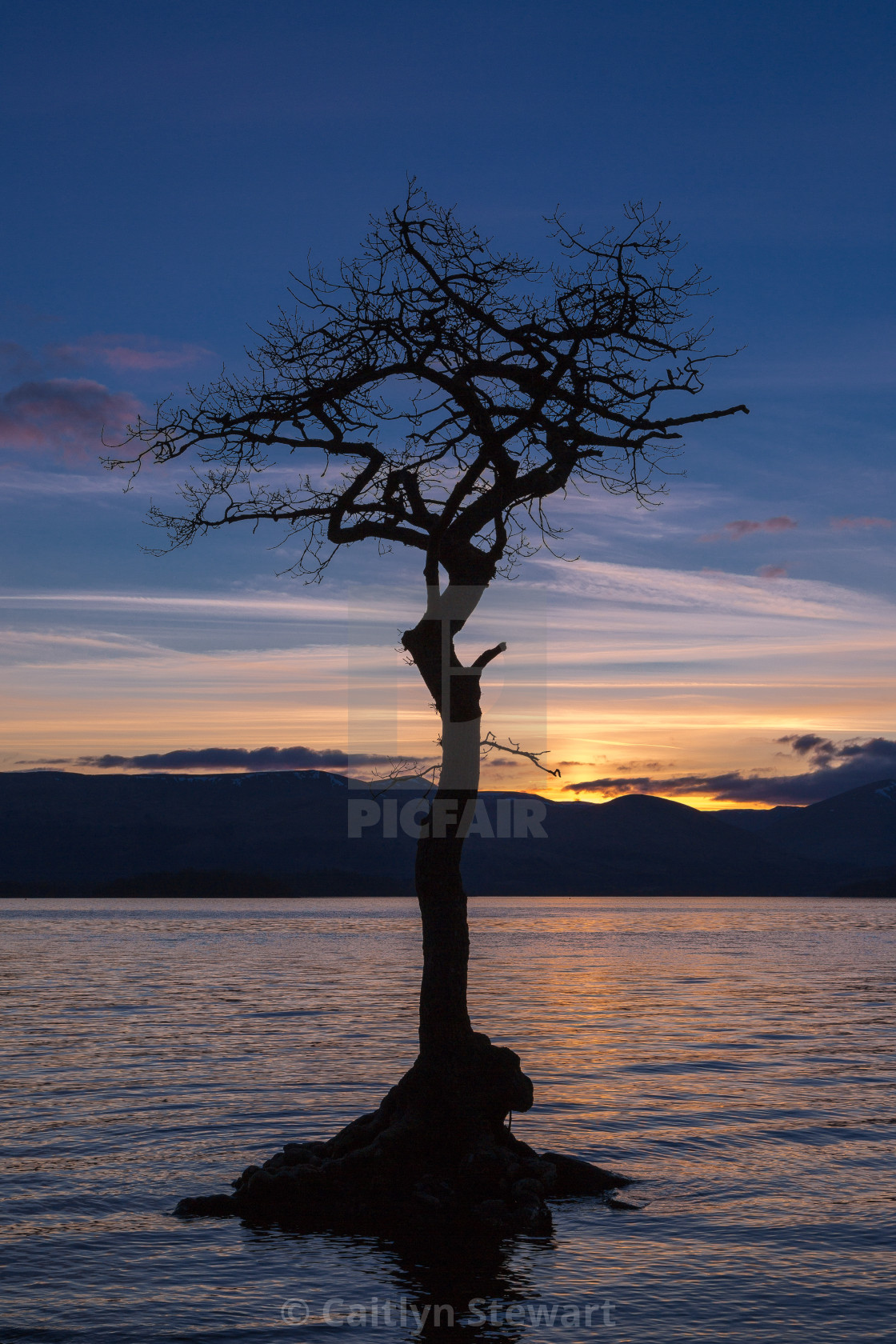 "Milarrochy Bay Tree, Scotland" by Caitlyn Stewart - $15.42 "Milarrochy Bay Tree, Scotland" stock image