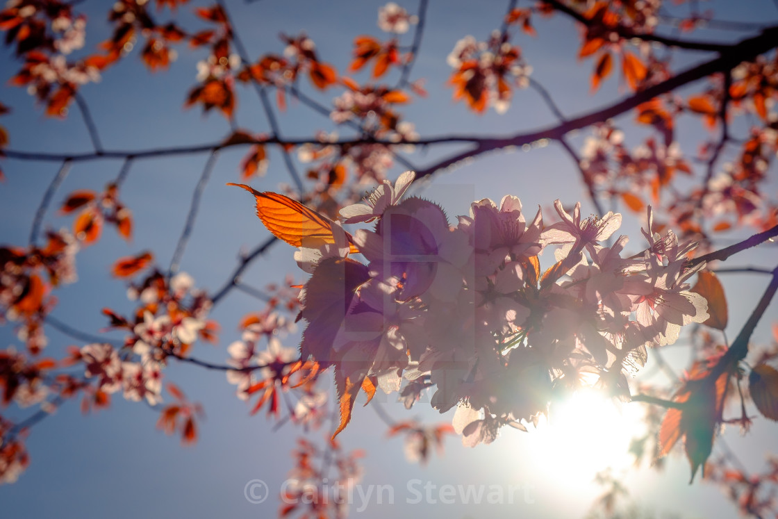 "Cherry Blossom in full bloom" by Caitlyn Stewart - $15.42 "Cherry Blossom in full bloom" stock image