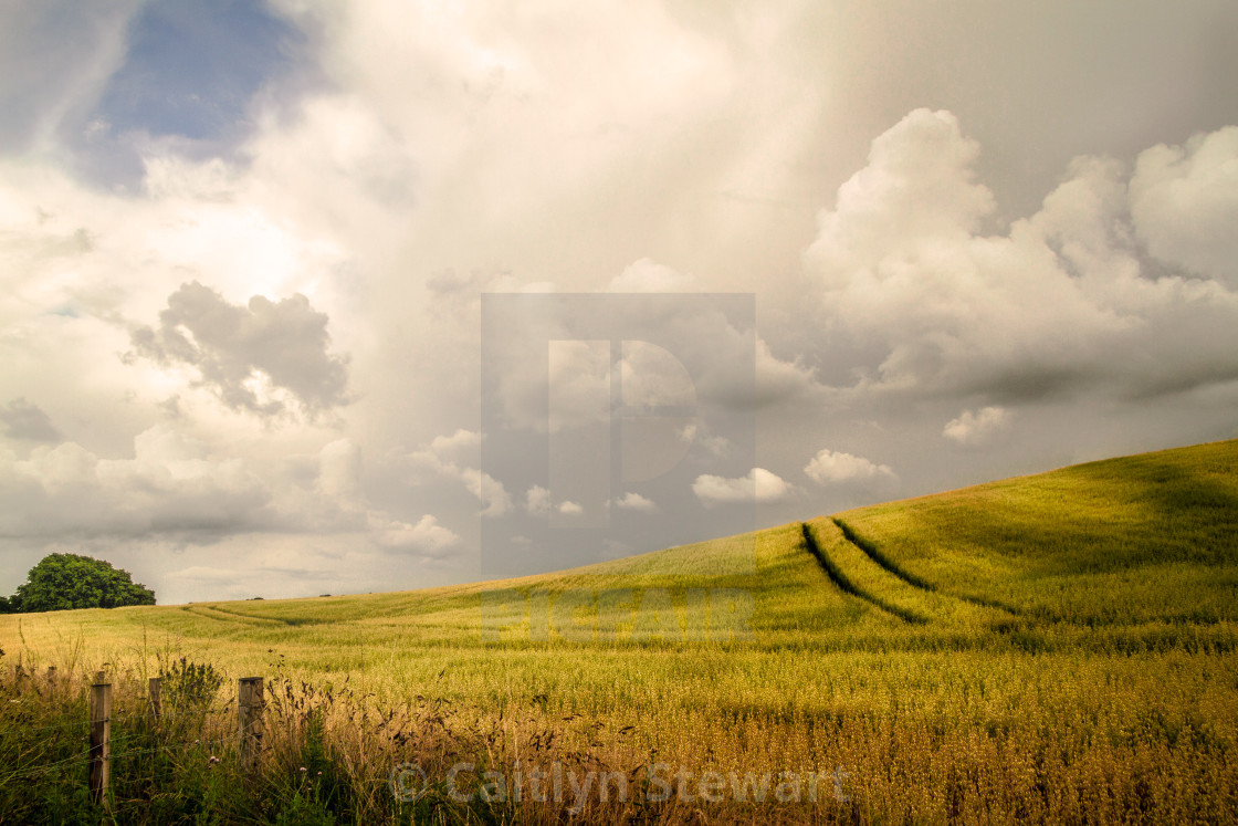 "Wheat Fields" by Caitlyn Stewart - $15.42 "Wheat Fields" stock image