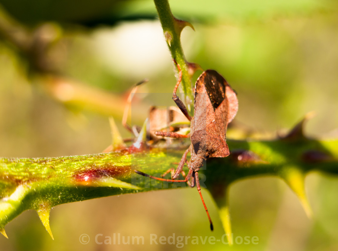 "close up of dock bug on thorny branch Coreus marginatus" stock image