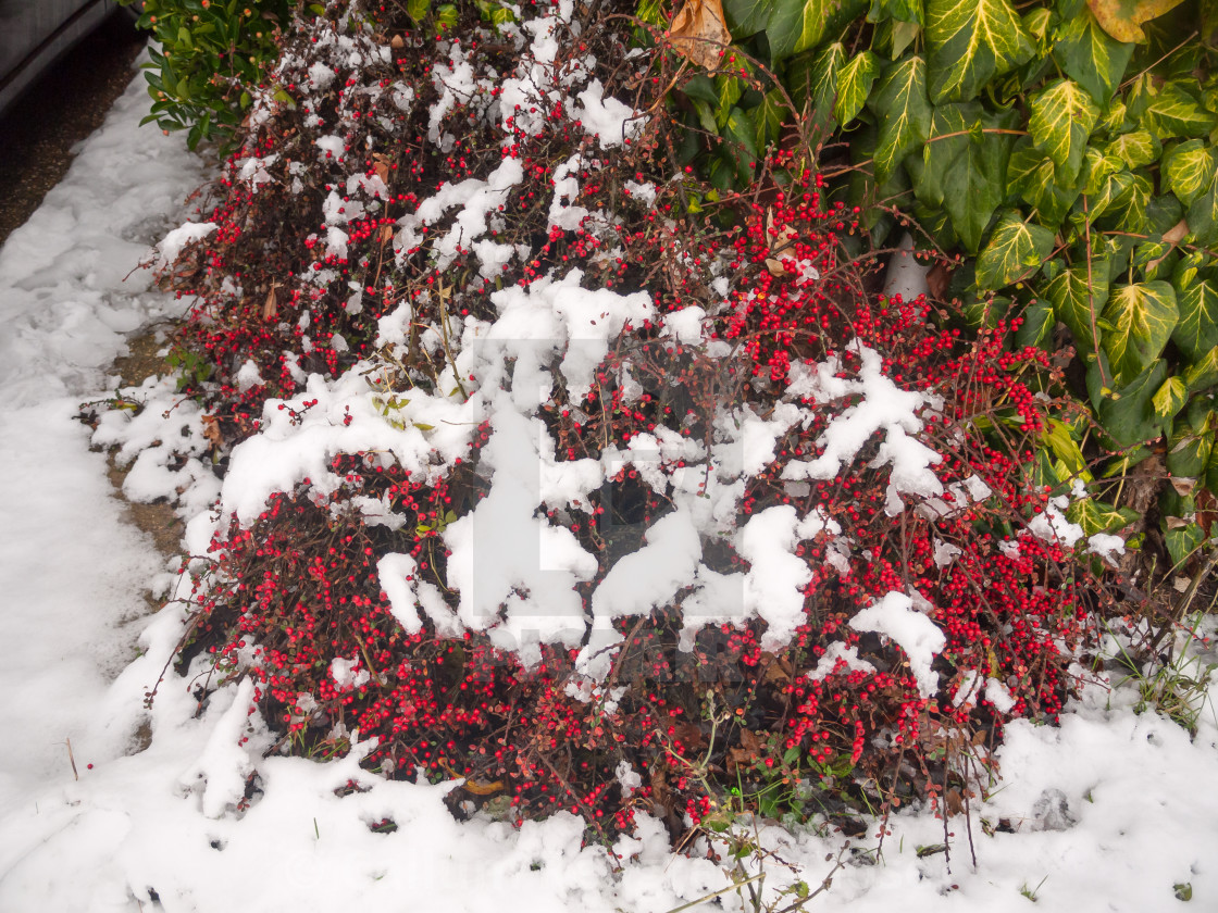 Snow On Red Berry Bush Outside On Floor Winter License Download