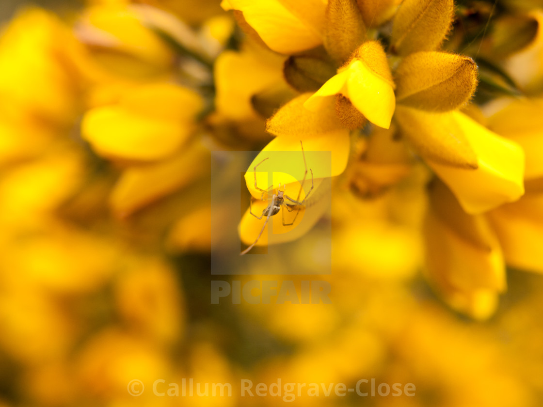 Close Up Detail Of Yellow Gorse Broom Flower Heads Macro