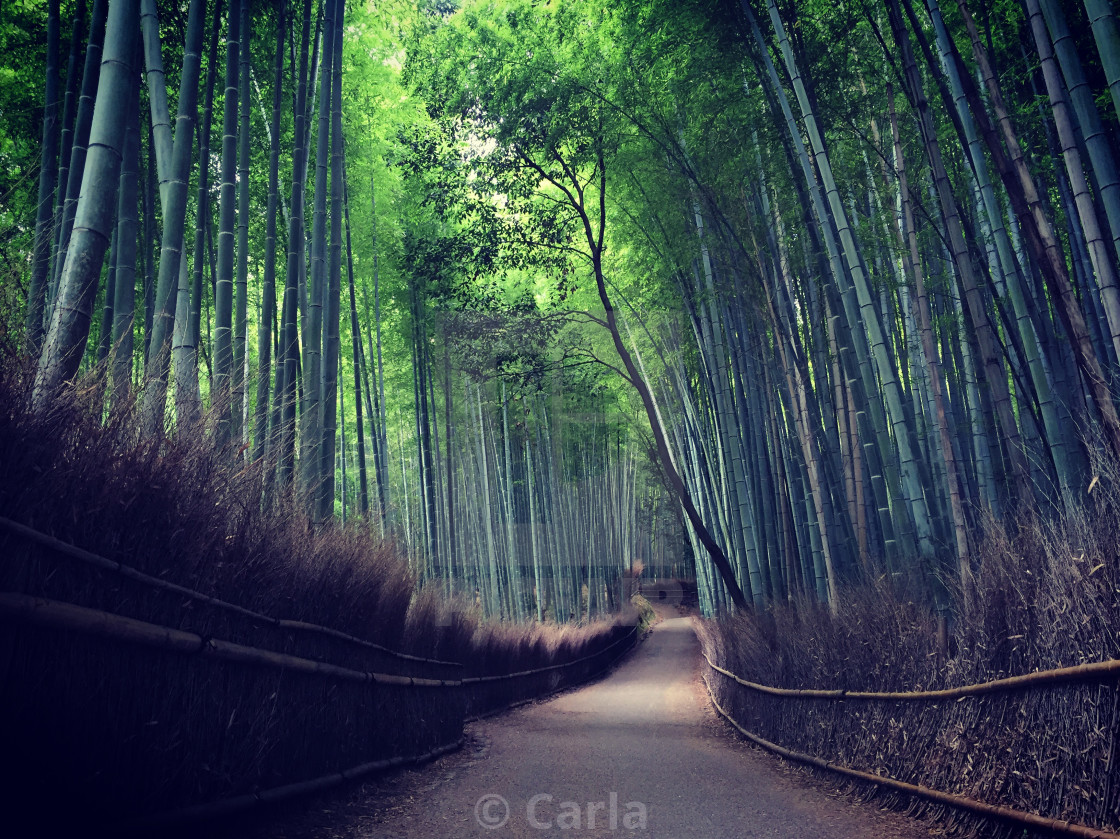 "Bamboo" stock image