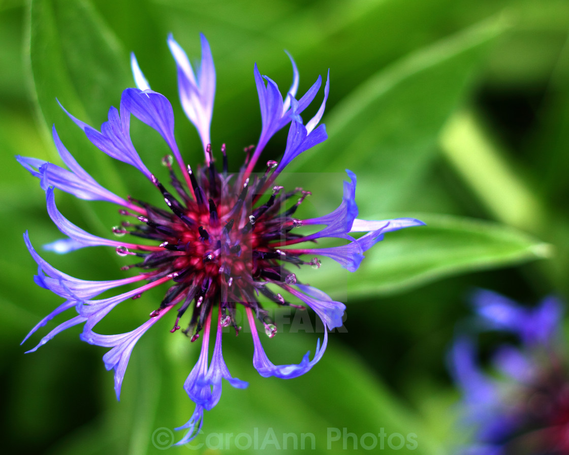 "Cornflower" stock image