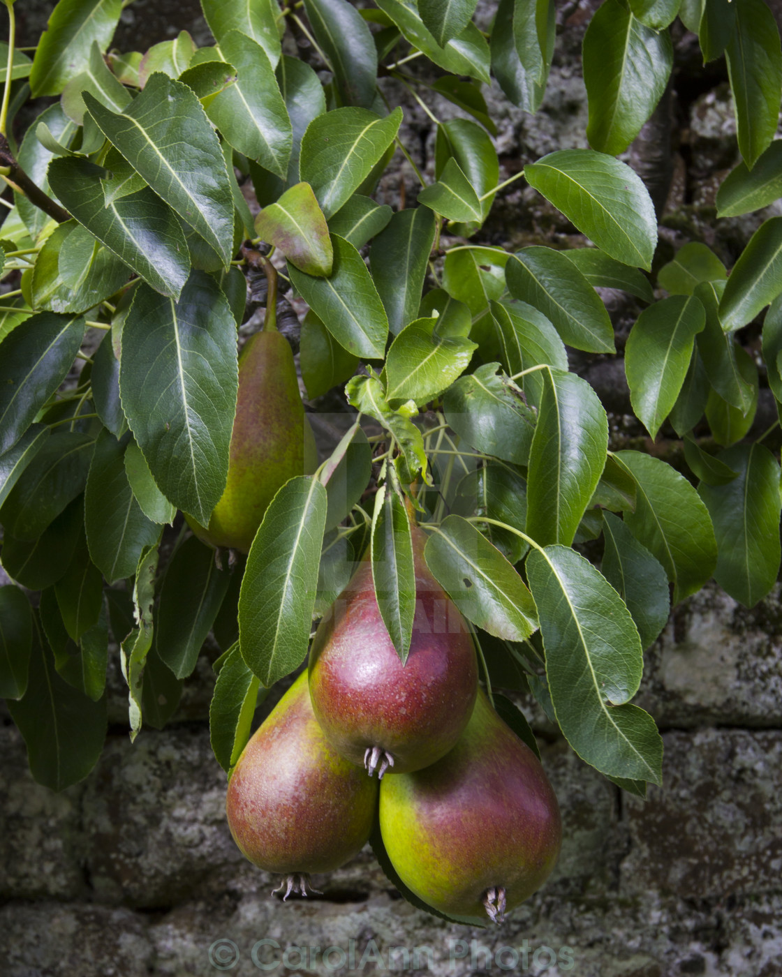 "Pears" stock image