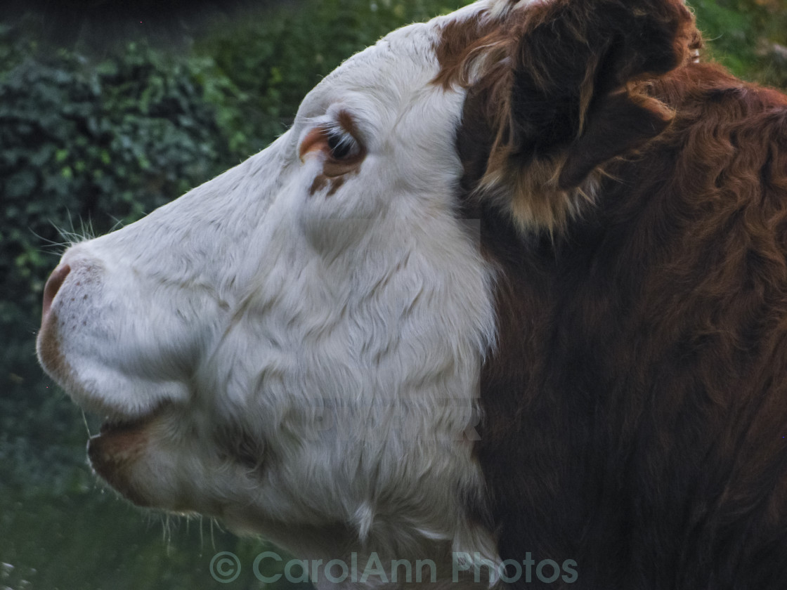 "Is this my best side?" stock image