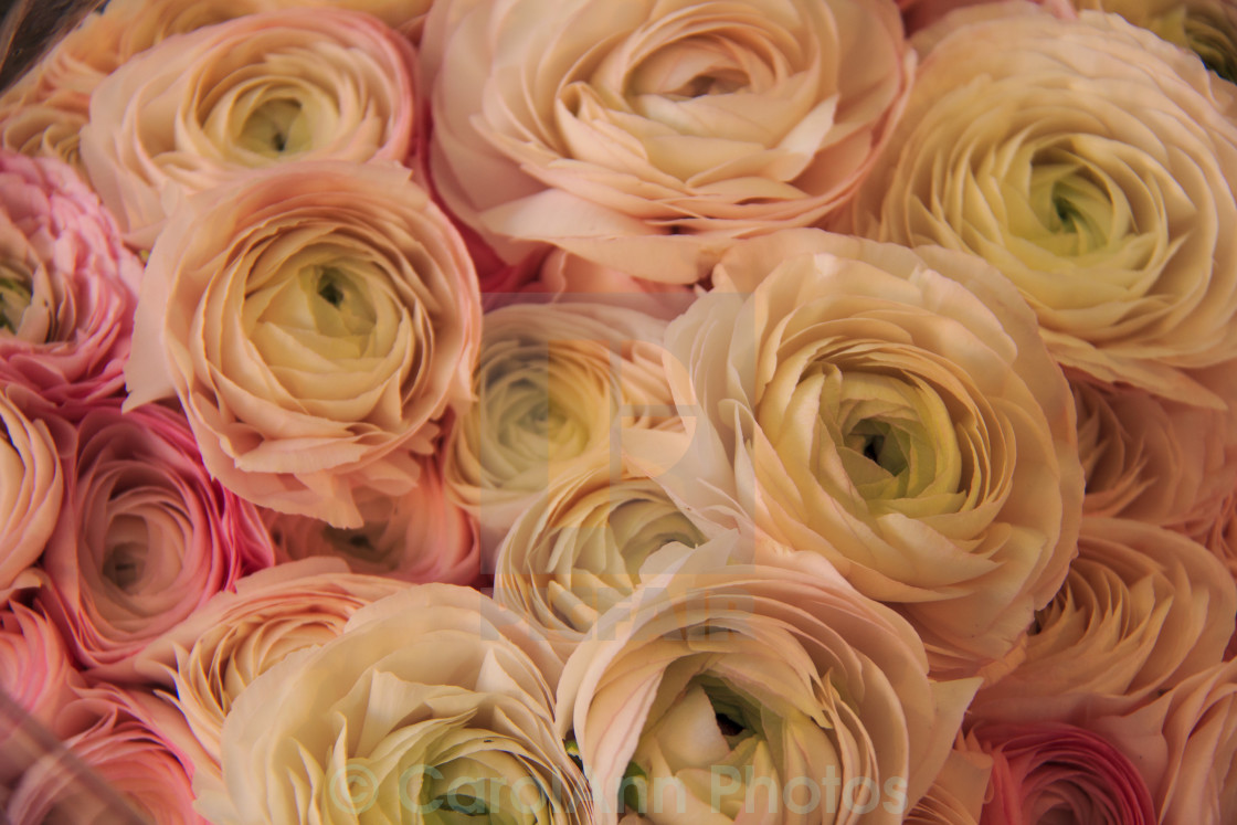 "Roses" stock image