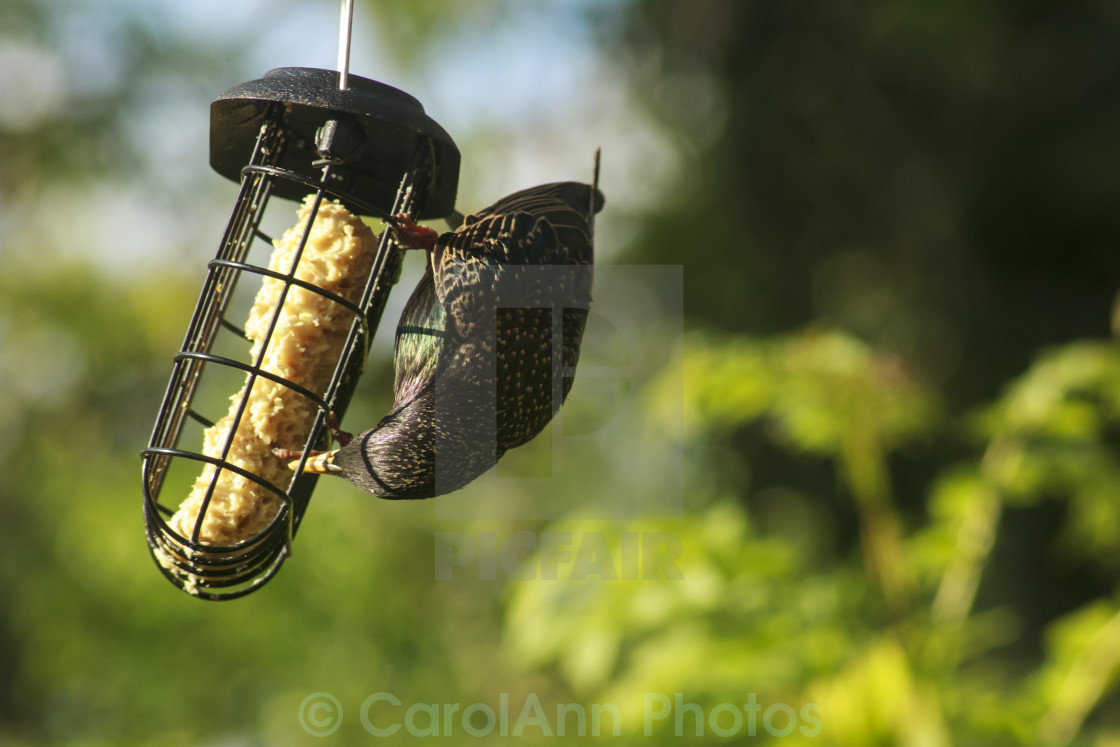 "Feeding time" stock image