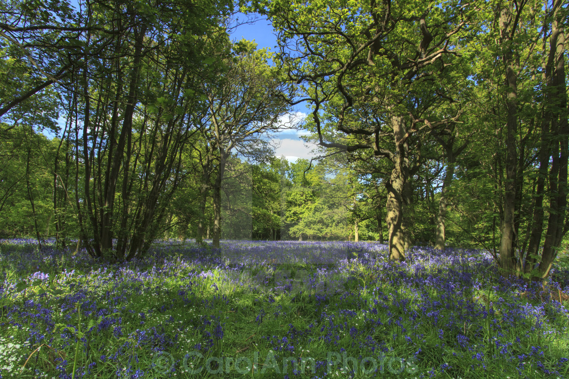 "Bluebells" stock image