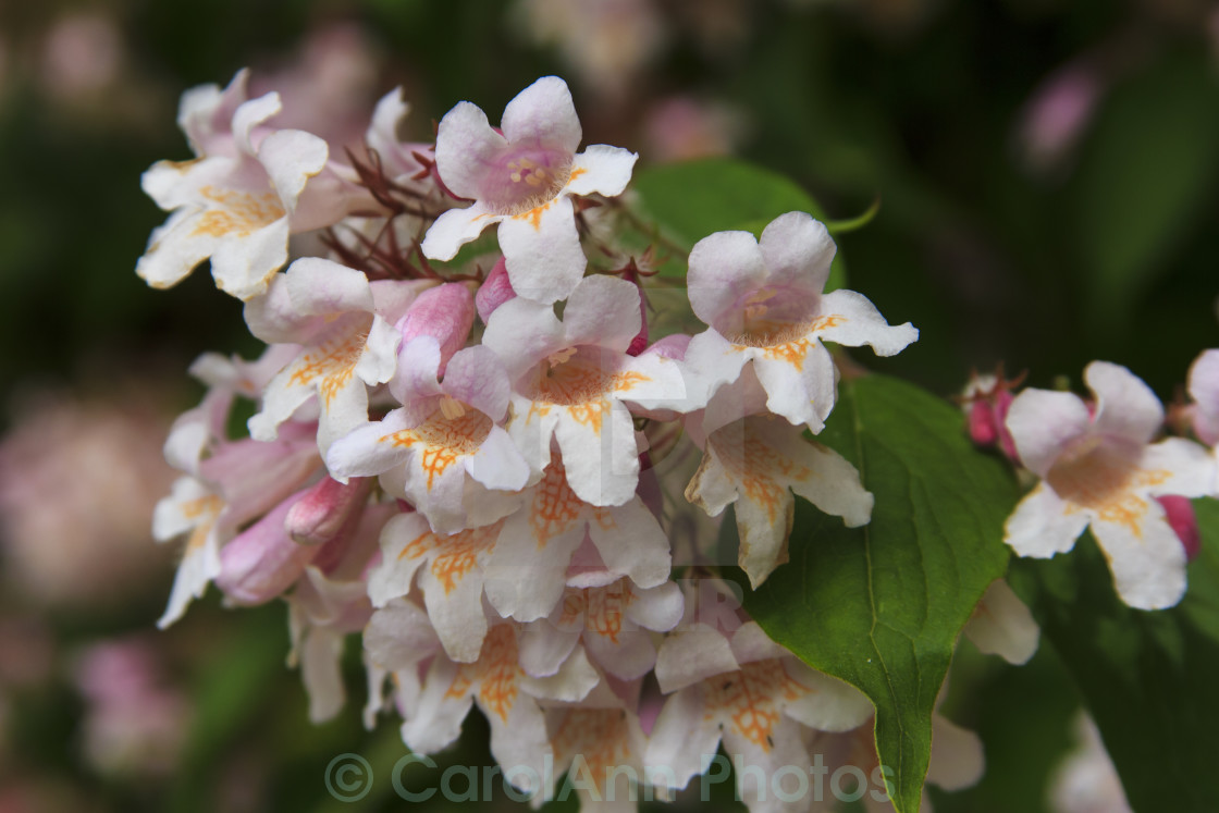 "Weigela" stock image