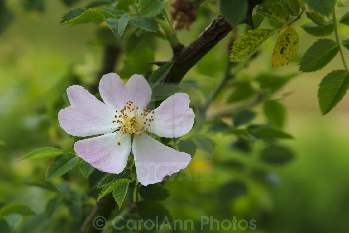 "Dog rose in the hedgerow" stock image