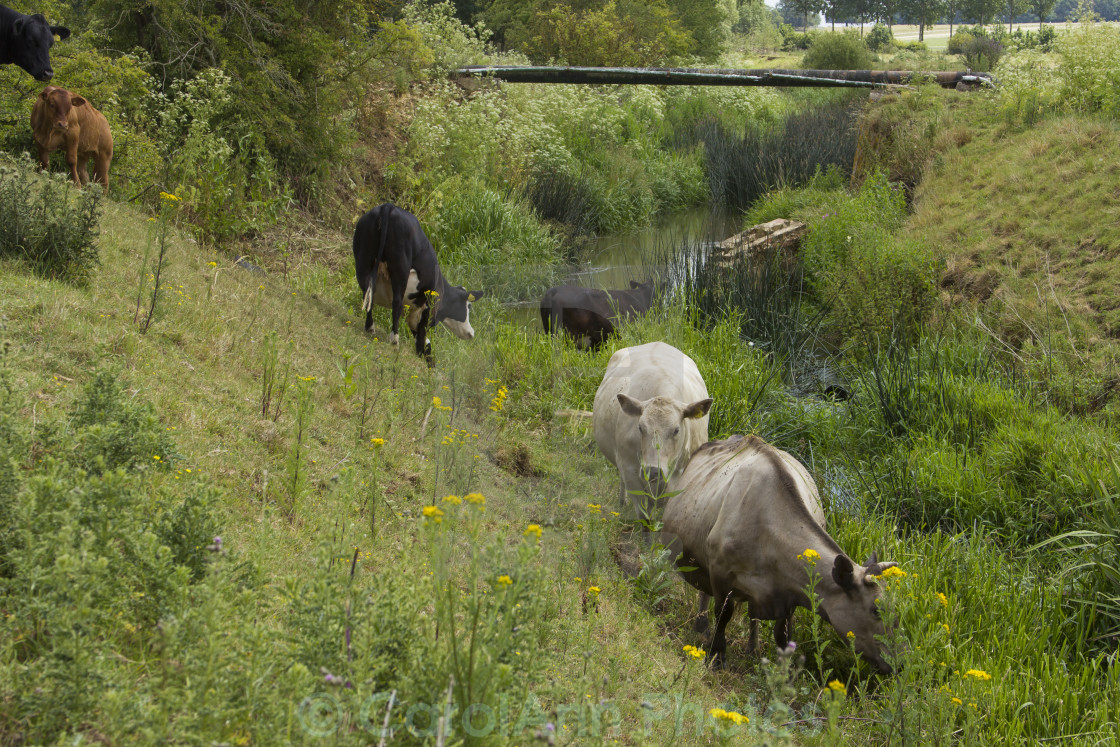 "You can lead a cow to water" stock image