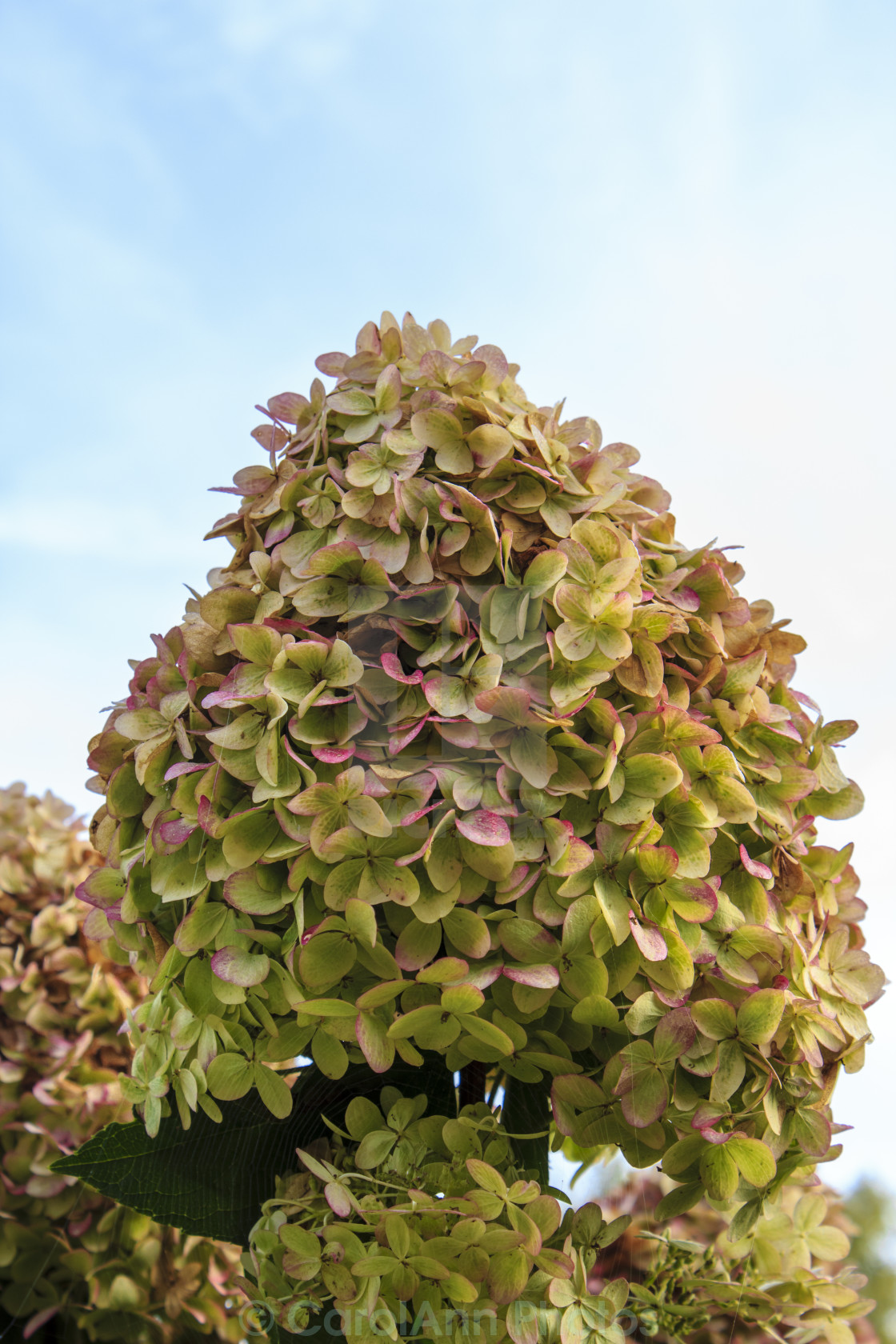 "Hydrangea" stock image