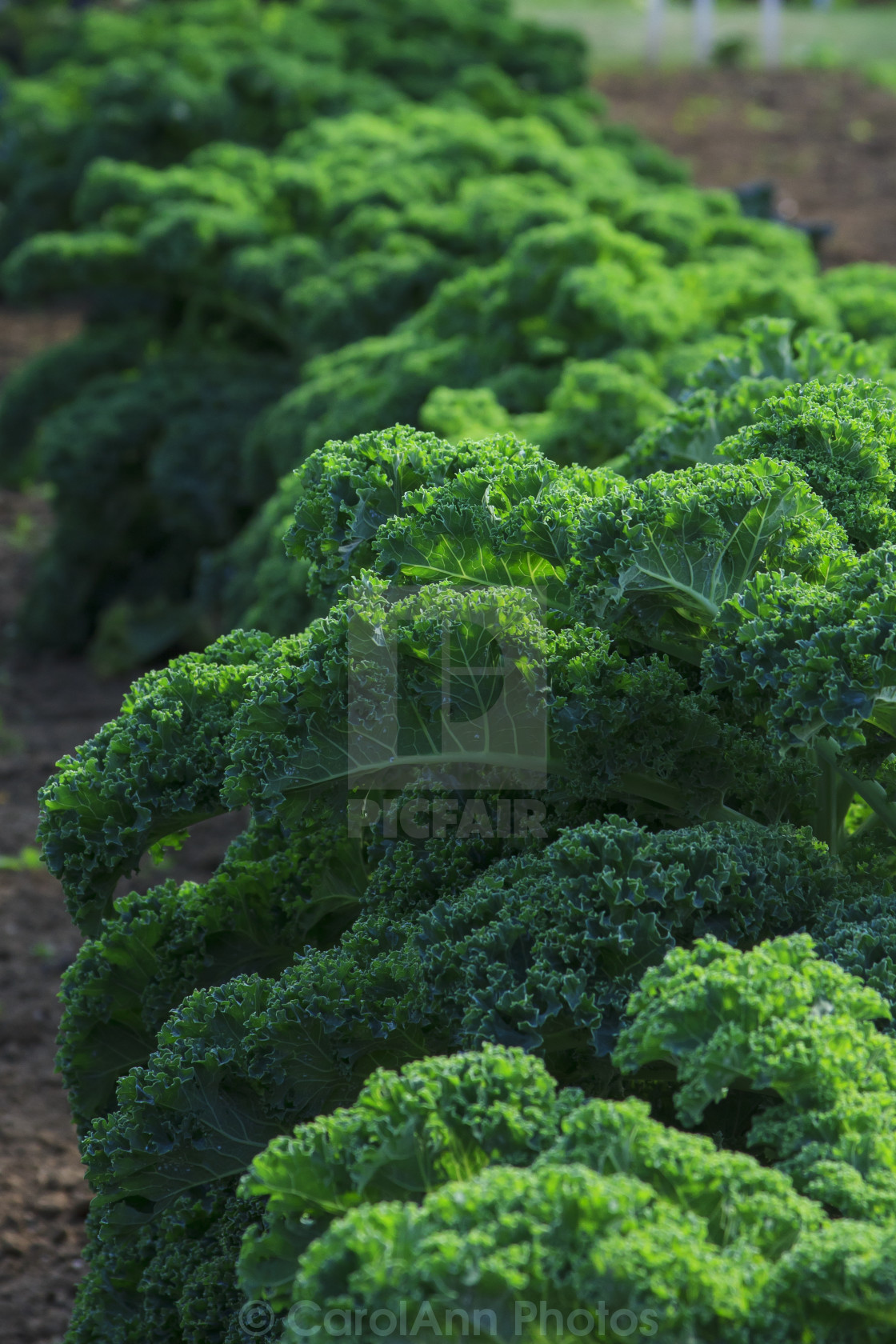 "Kale" stock image