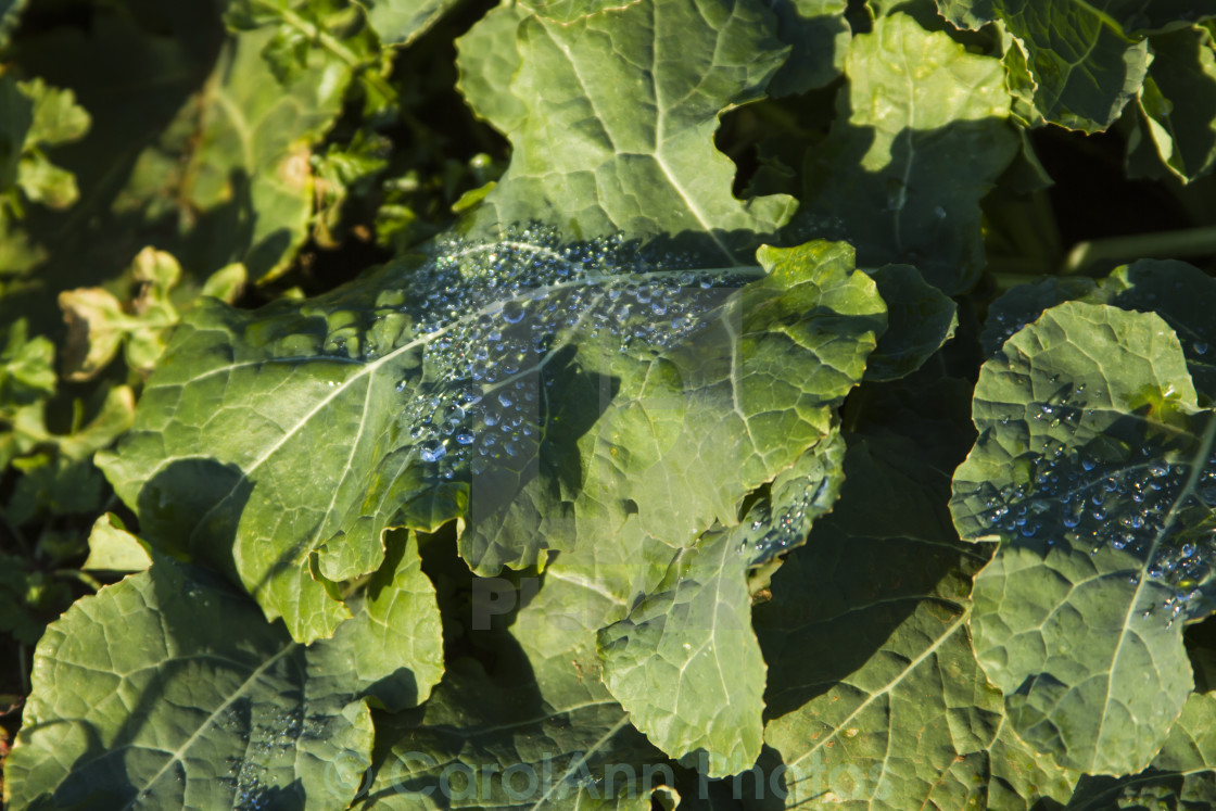 "Early morning dew" stock image