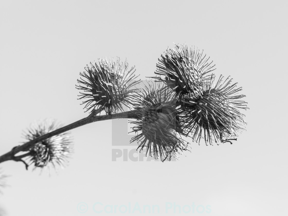 "Winter knapweed" stock image