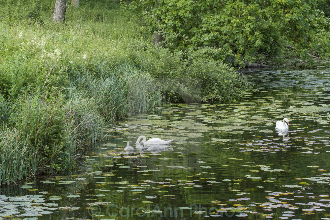 "Serene swans" stock image