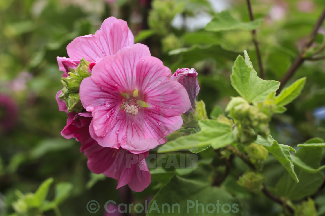 "Mallow" stock image