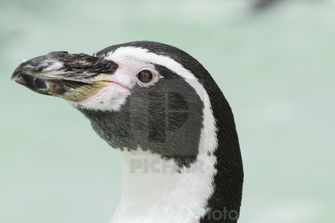 "Perky penguin" stock image