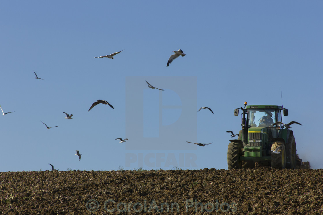 "Ploughing the field" stock image