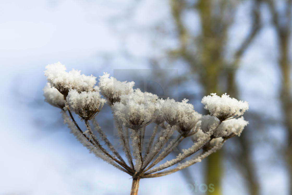 "Frosted" stock image