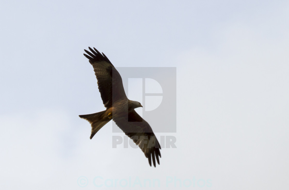 "Kite flying" stock image