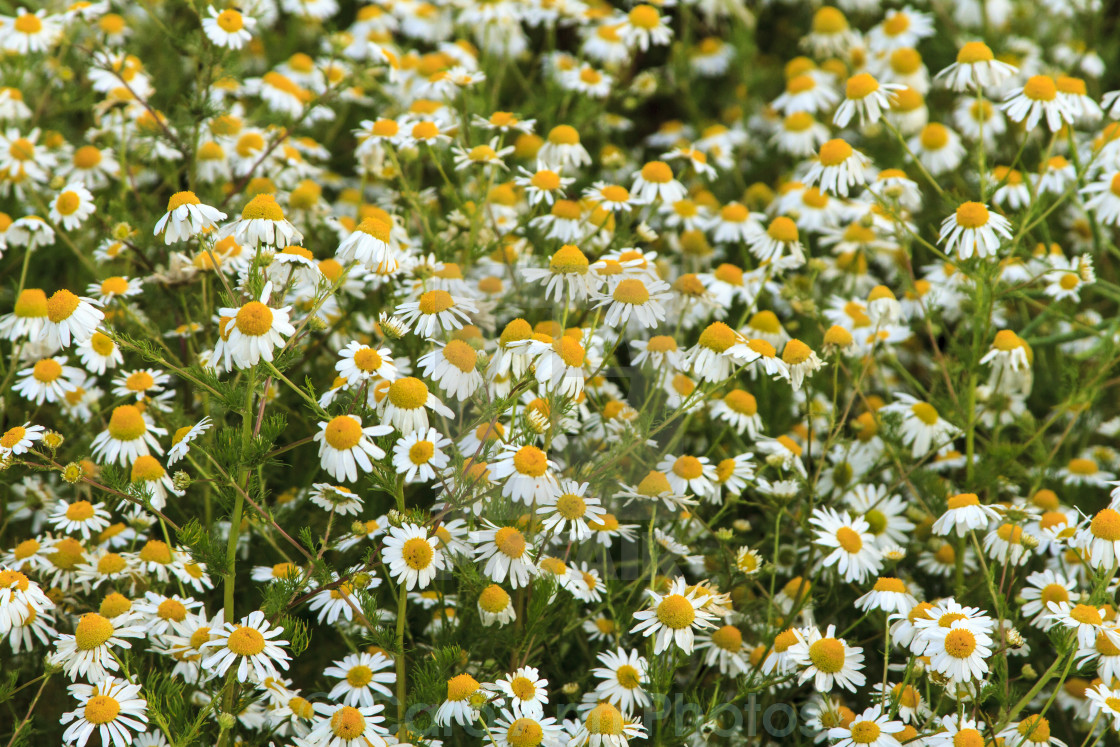 "A field of golden daisies" stock image