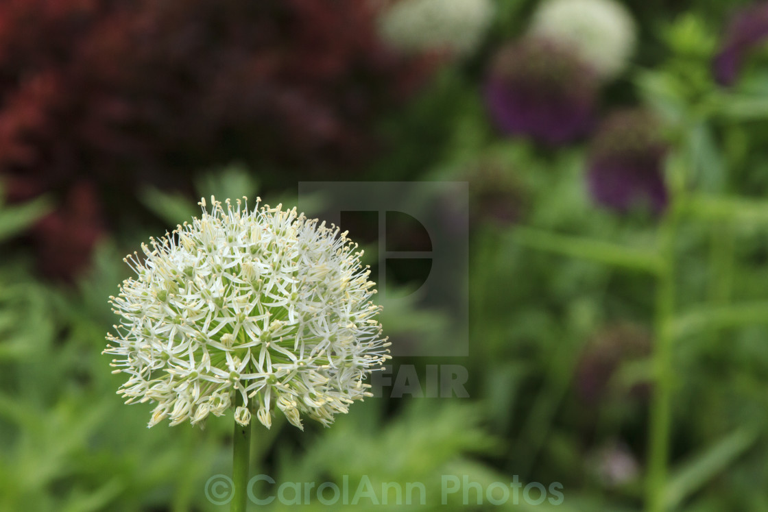 "Allium" stock image