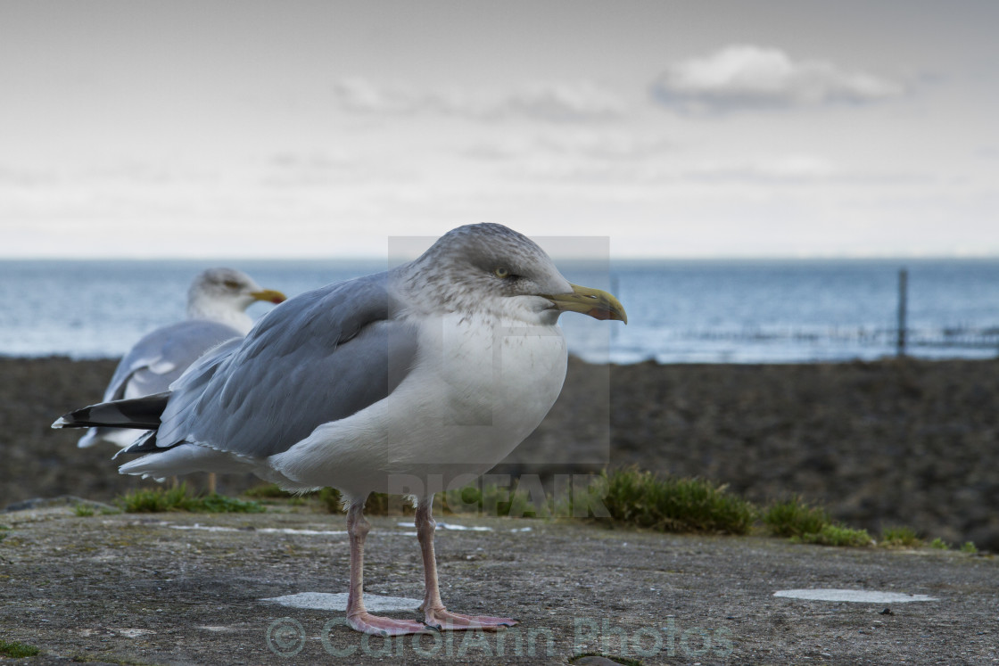 "Moody gull" stock image