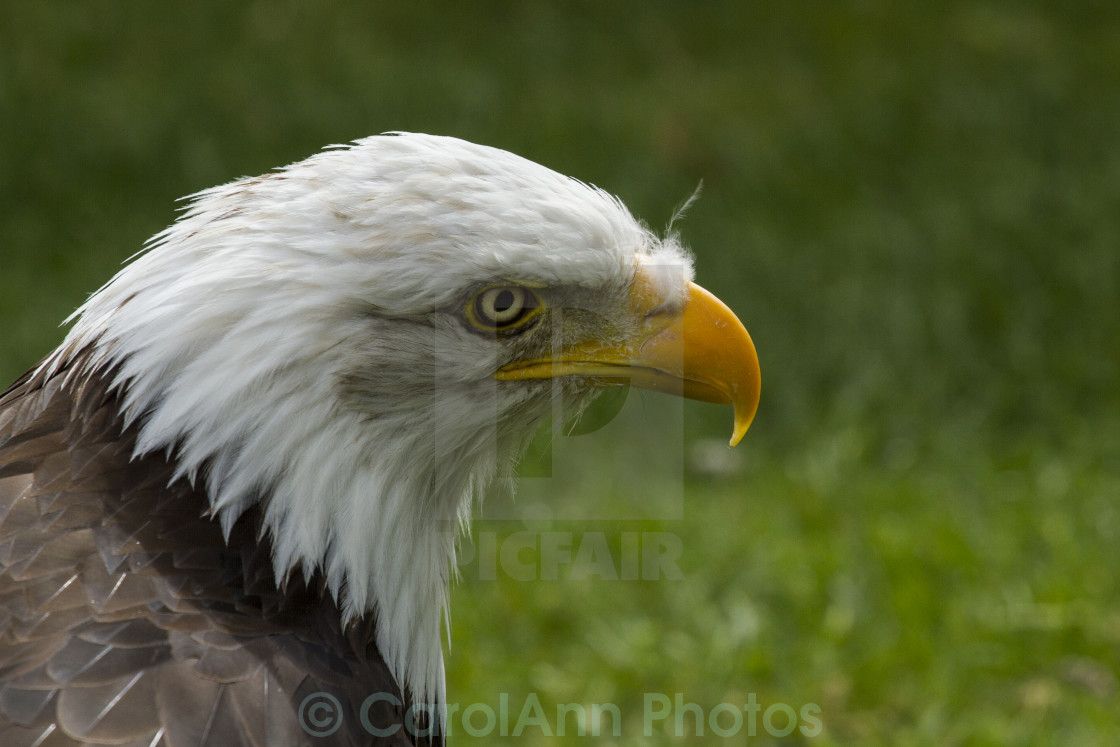 "Eagle" stock image