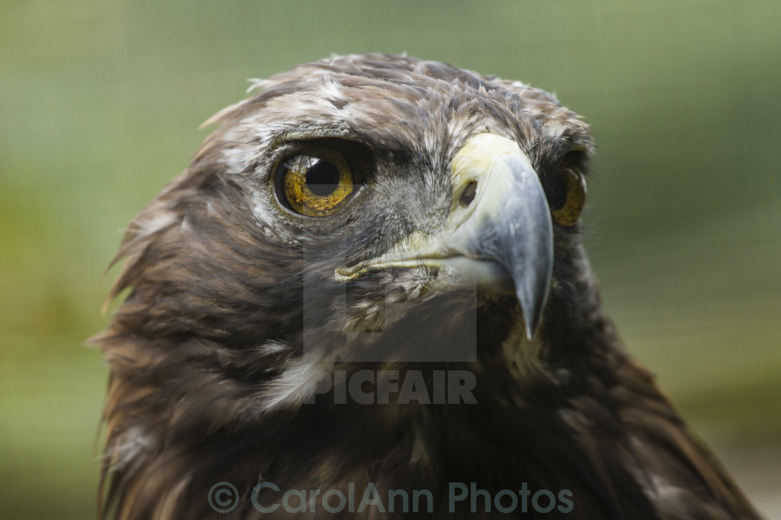 "Bird of prey" stock image