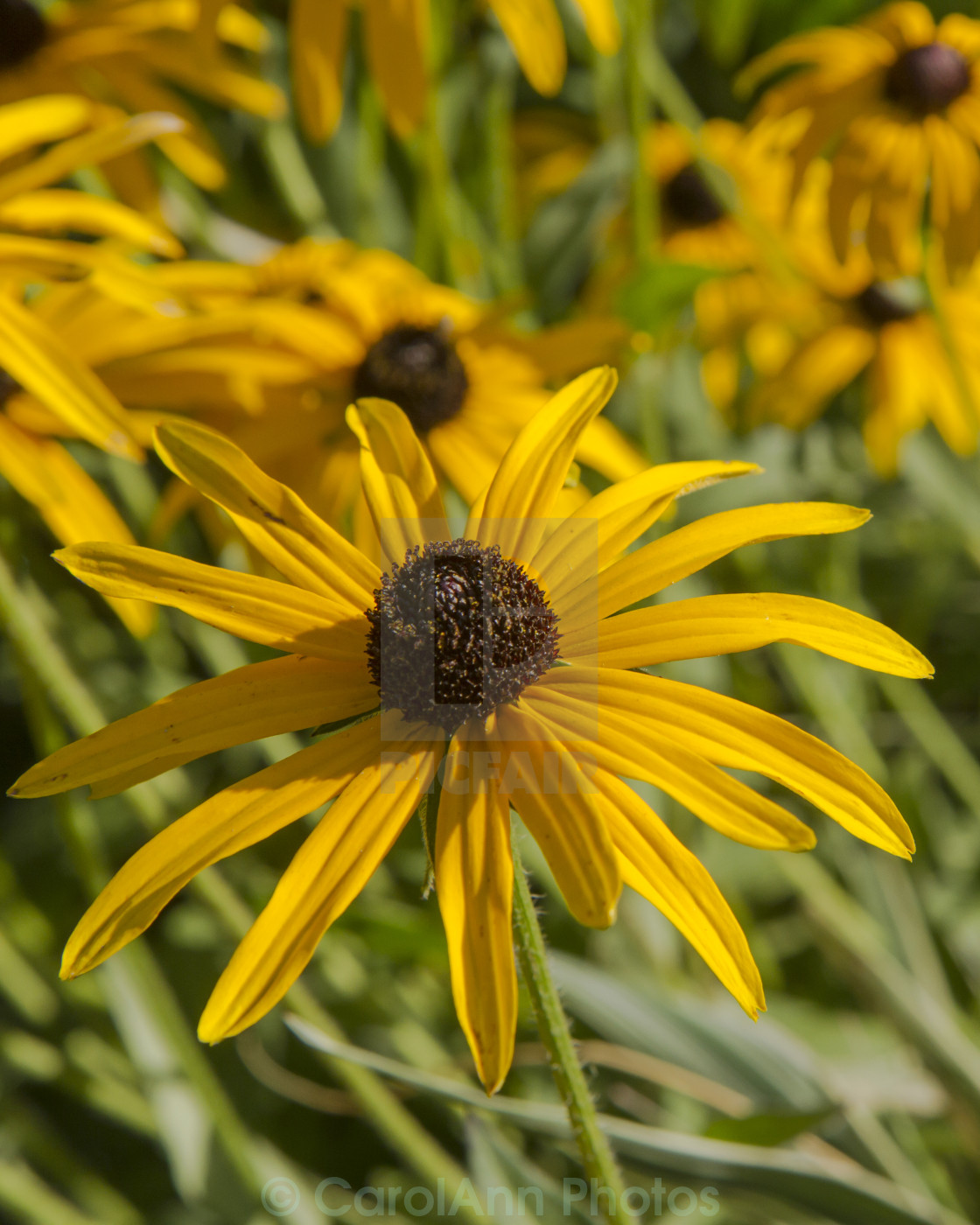 "Black eyed susan" stock image