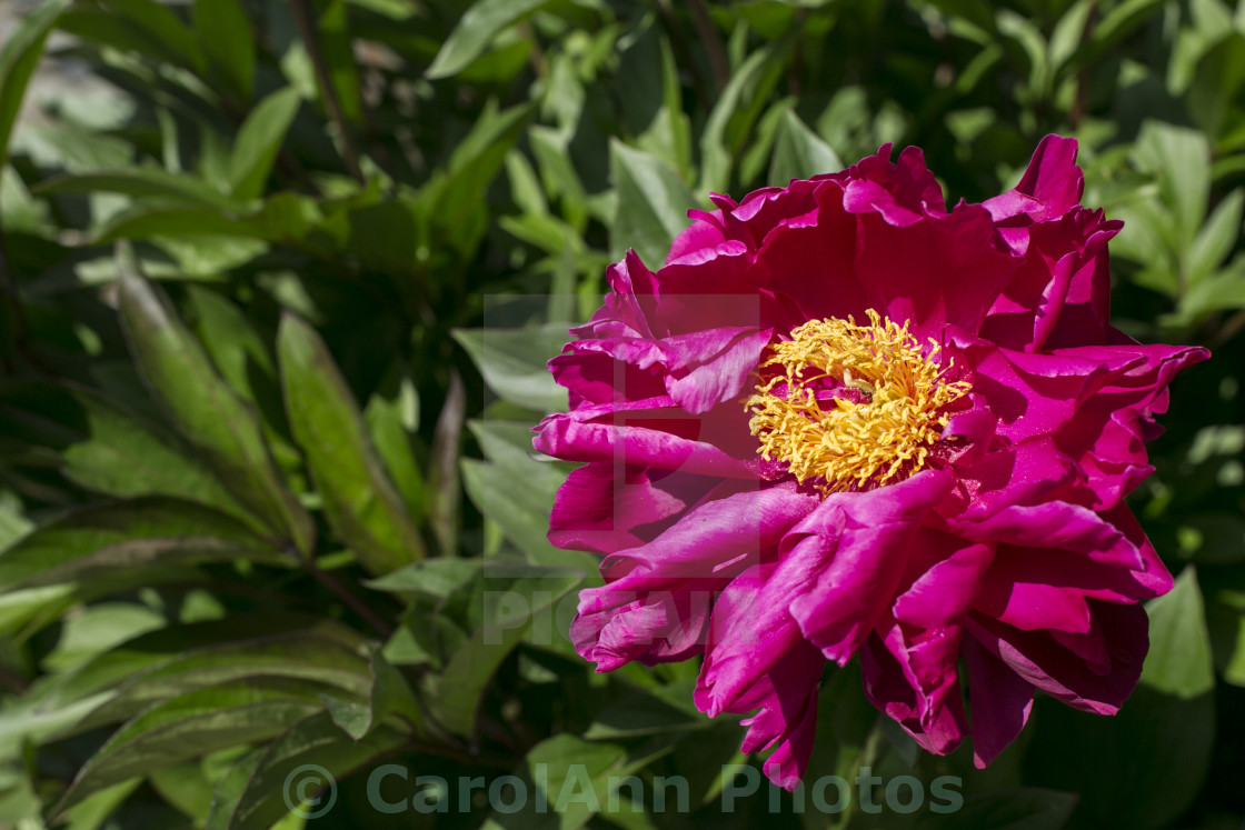 "Summer paeony" stock image