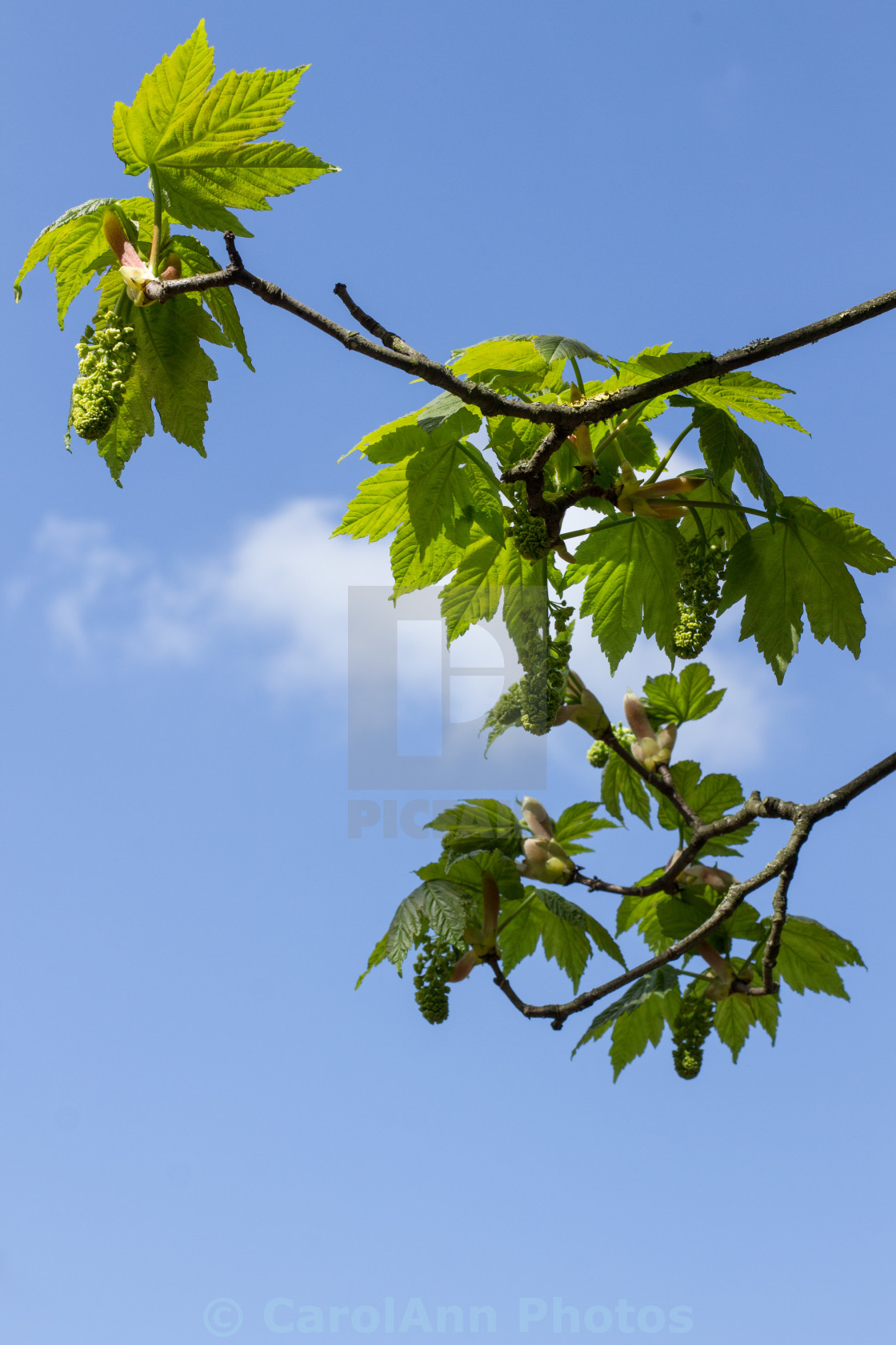 "Against a spring sky" stock image