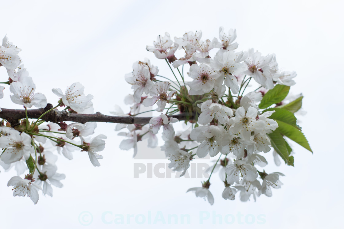 "Cherry blossom" stock image