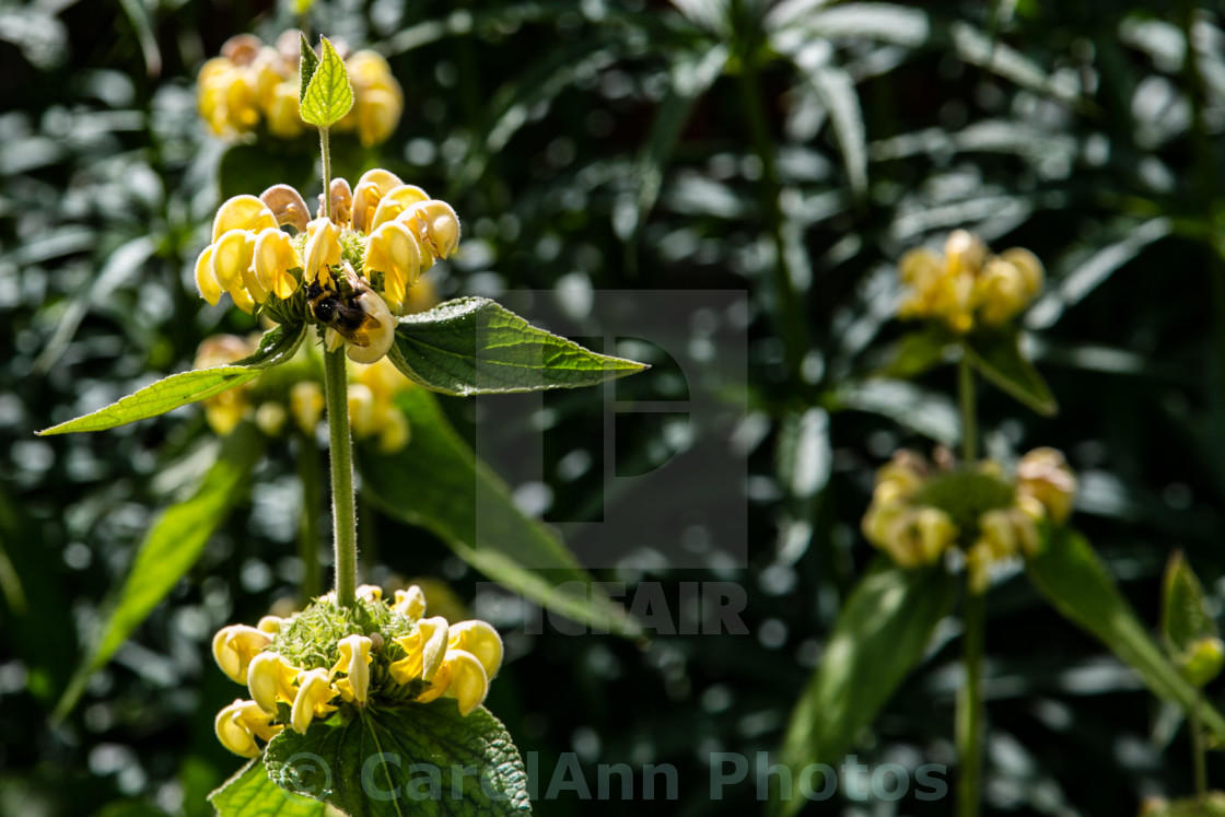 "Ornamental nettle" stock image