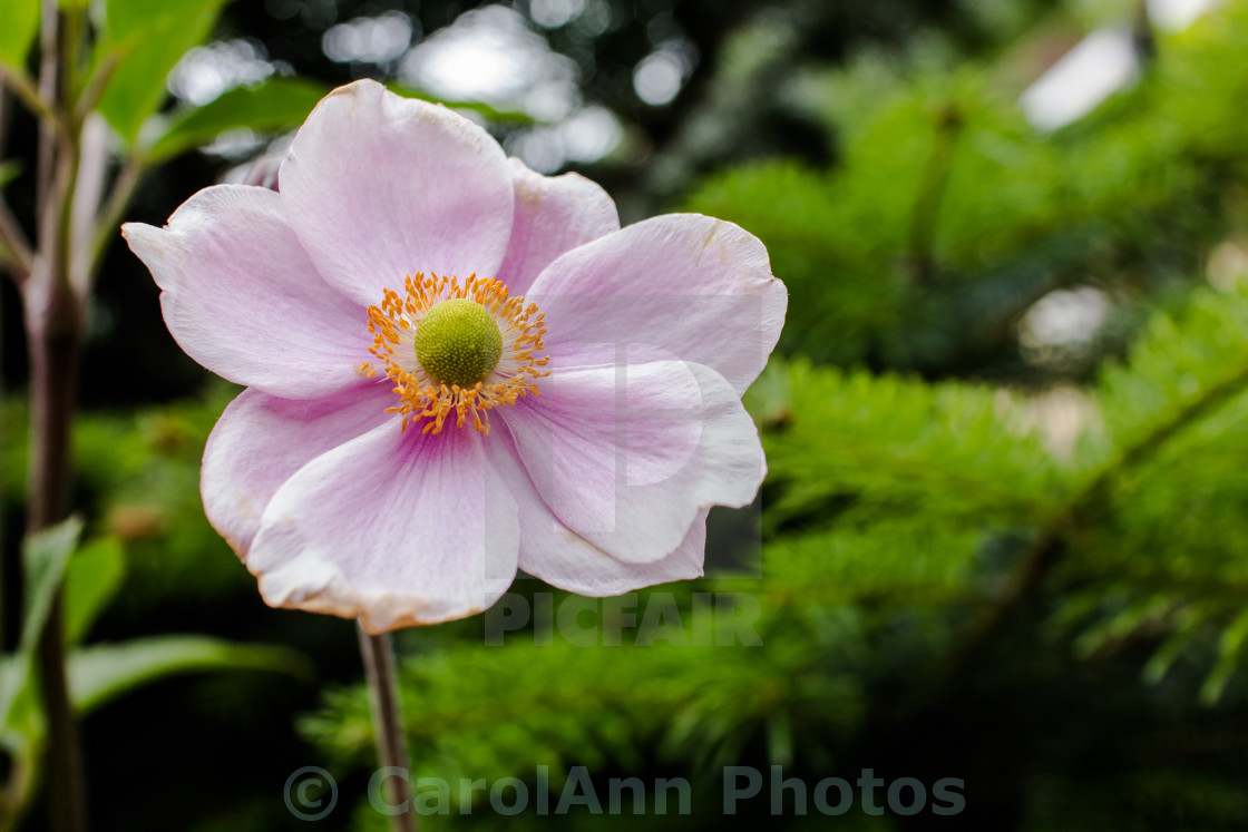 "Anemone" stock image