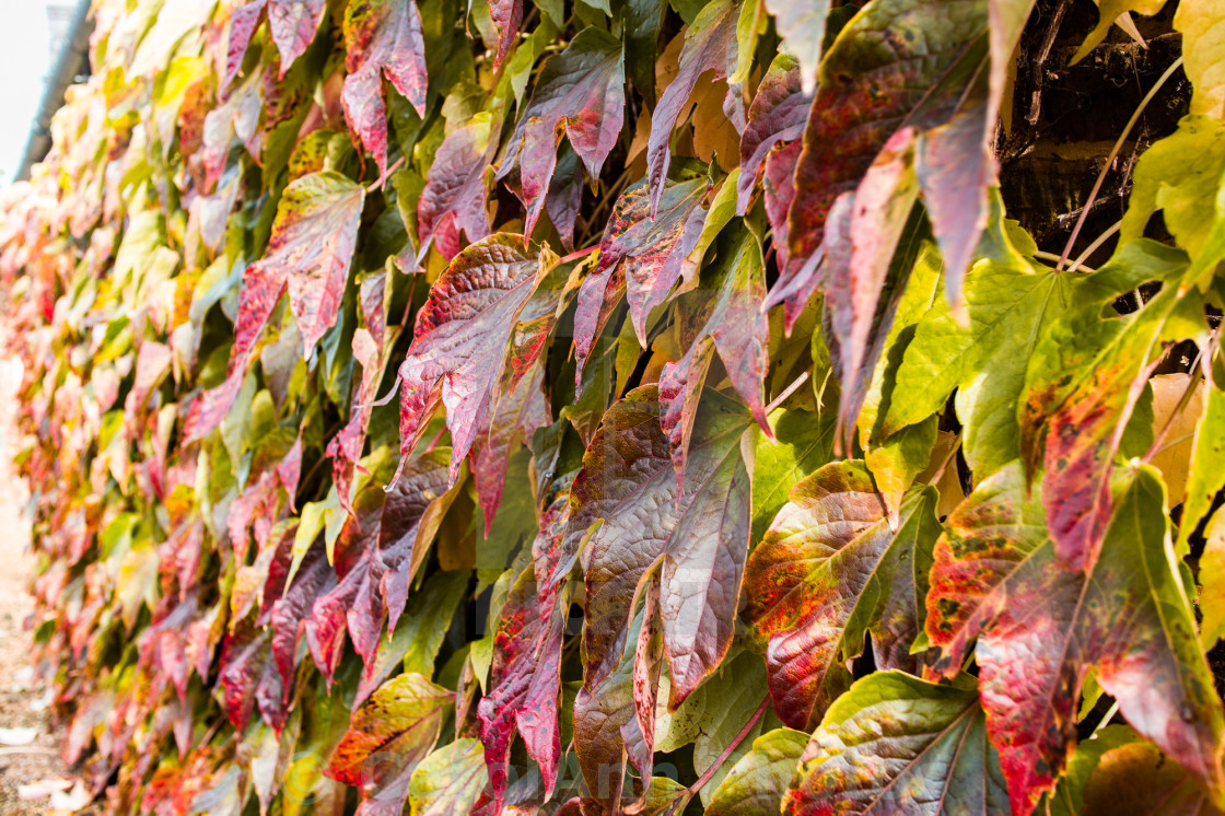 "Virginia Creeper" stock image