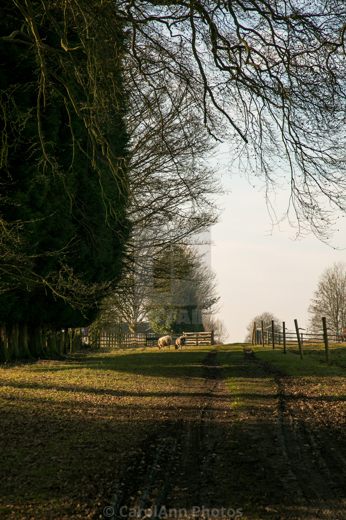 "Sunlit bridleway" stock image