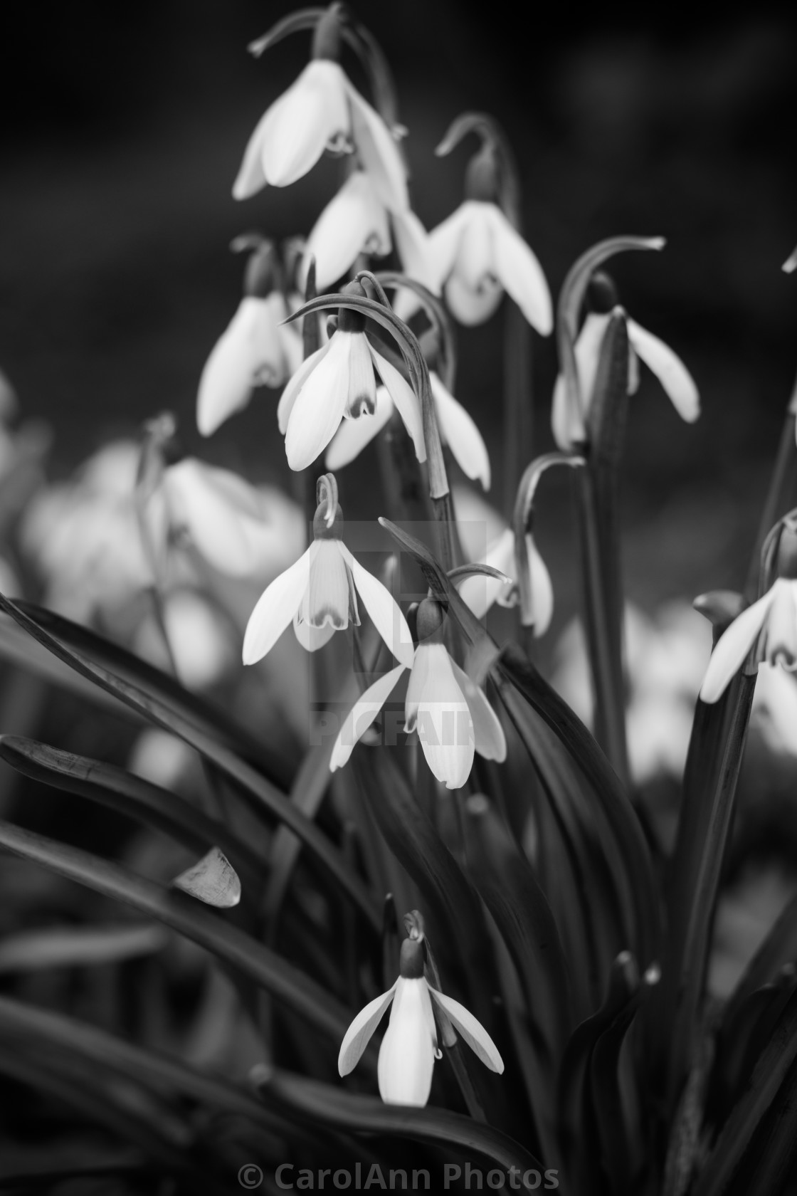 "Dark snowdrops" stock image