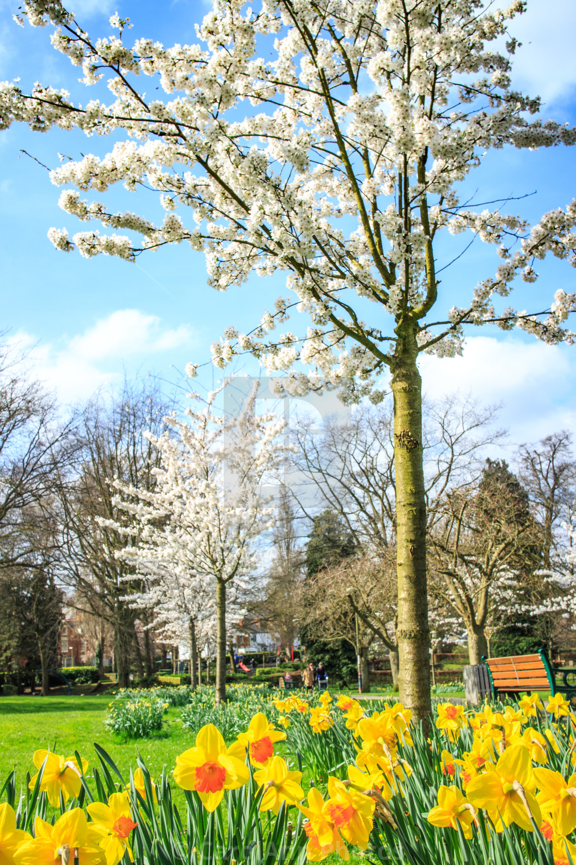 "Spring has sprung" stock image