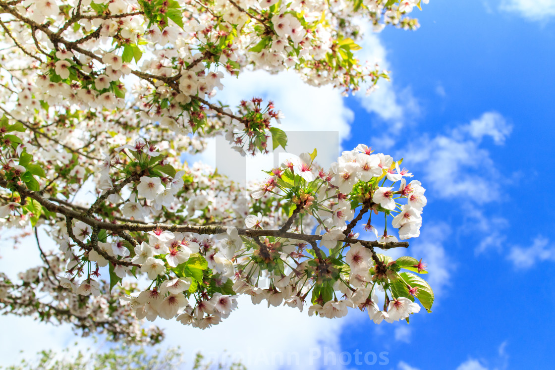 "Cherry blossom in Daventry" stock image