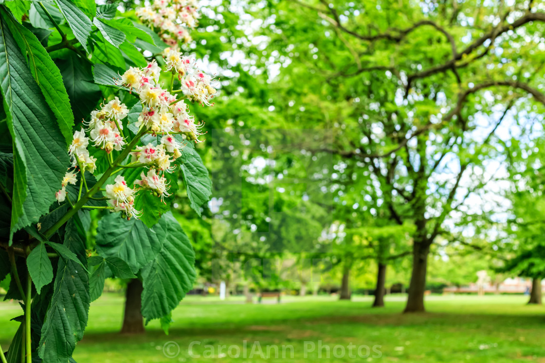 "Spring has sprung" stock image