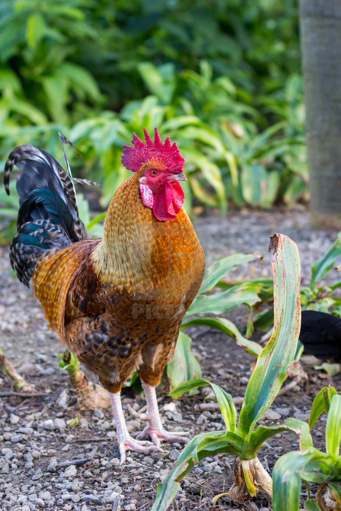 "Proud cockerel" stock image