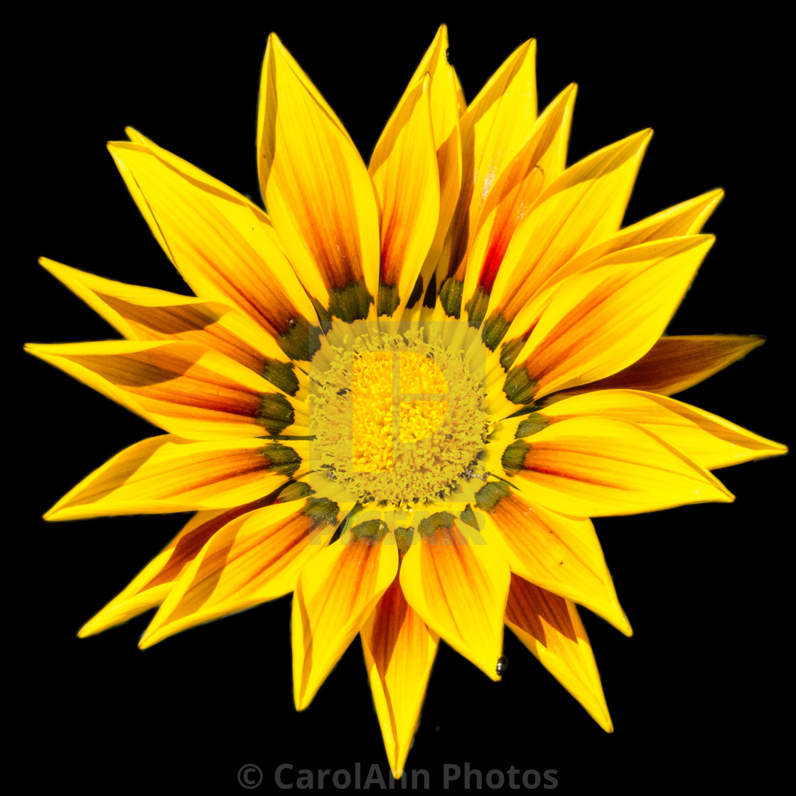 "Gazania" stock image