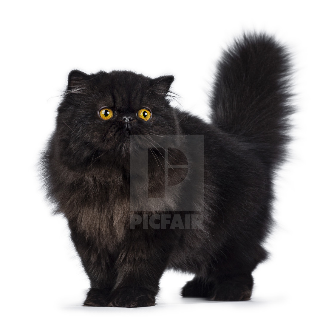 Excellent Black Persian Kitten On White Background License