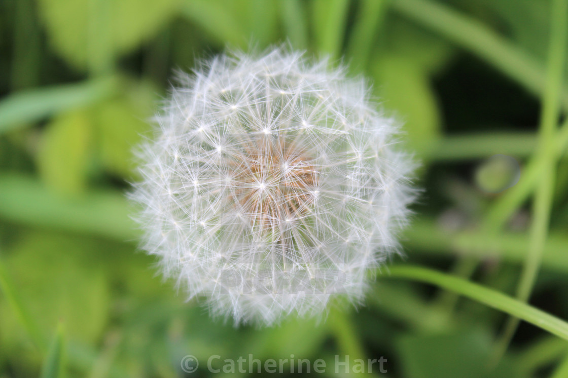 "Dandelion clock" stock image