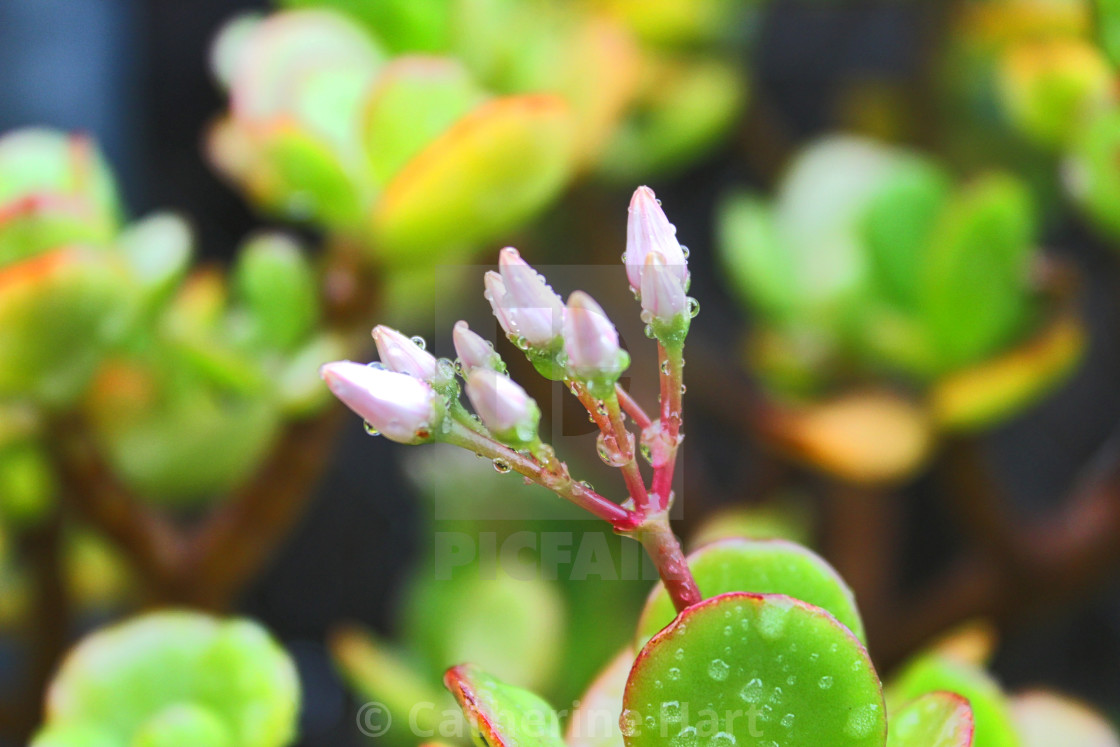 "Mediterranean garden after the rain" stock image