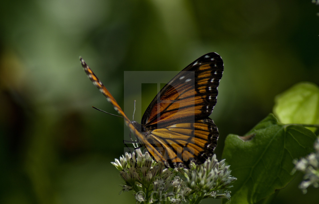 "Viceroy butterfly" stock image