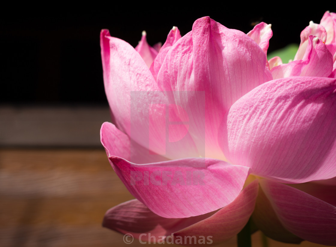 Lotus Is A Genus Of Aquatic Plants With Large Nelumbo Nucifera Is Native To Asia It Is Eaten And Used In Traditional Chinese Medicine This Species Is The Floral Emblem Of Both It is often colloquially called a water lily. picfair